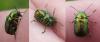 Cryptocephalus sp.